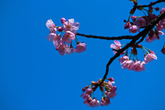 ヨウコウザクラ