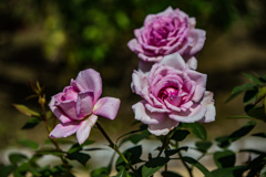 鶴見緑地公園にて