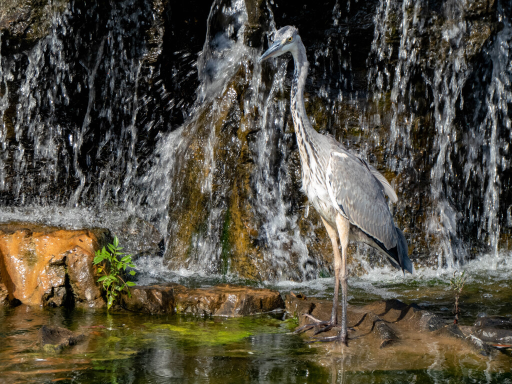 ここが涼しいのよ
