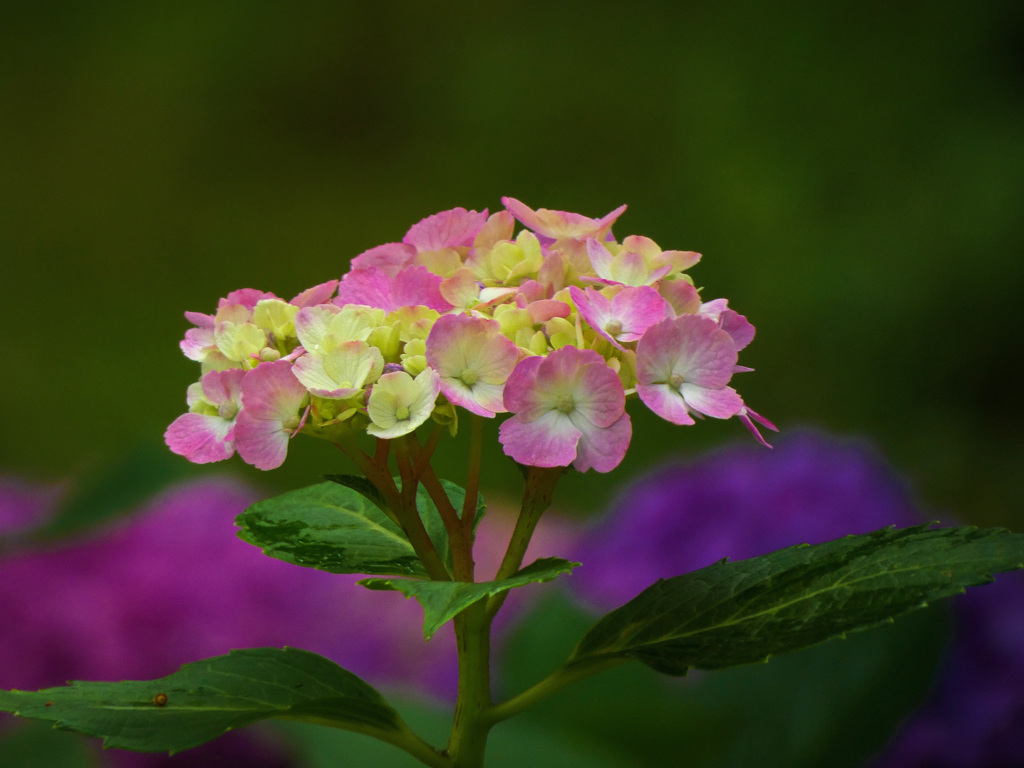 大阪城公園にて