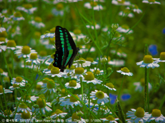 アオスジアゲハ