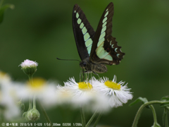 アオスジアゲハ