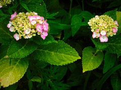 大阪城公園にて