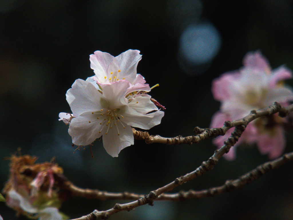 十月桜