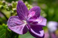 長居植物園にて