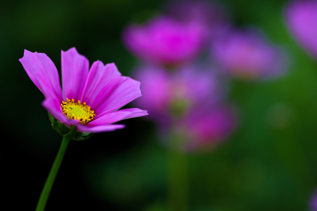 大阪ステーションシティ　天空の農園にて