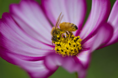 蜜まみれ 蜜まみれ