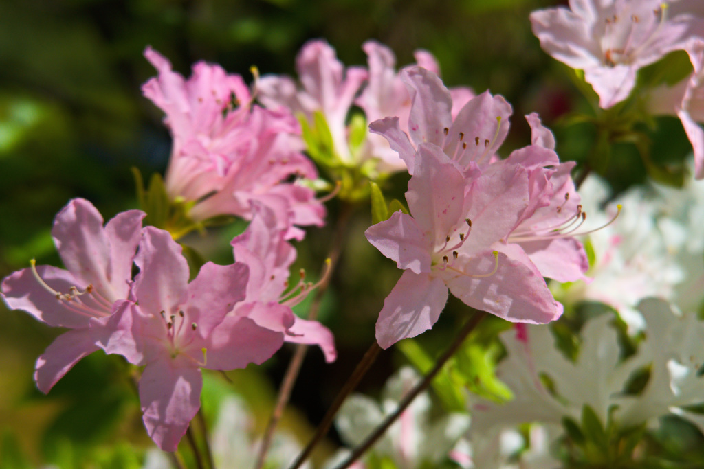 やさしさに包まれたなら
