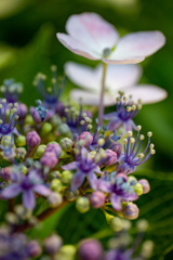 長居植物園にて
