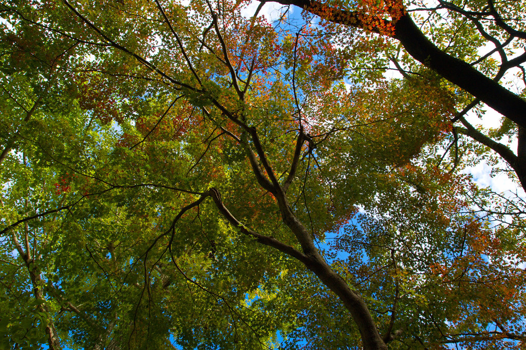 南禅寺で秋探し