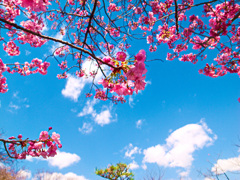陽光桜