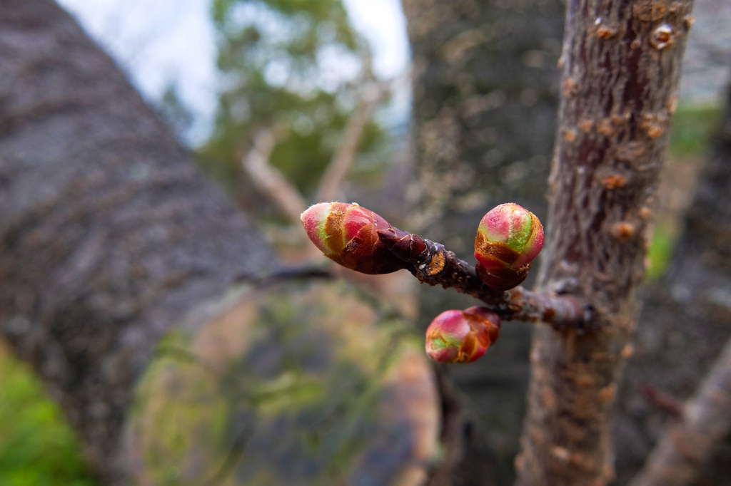 寒緋桜のつぼみ