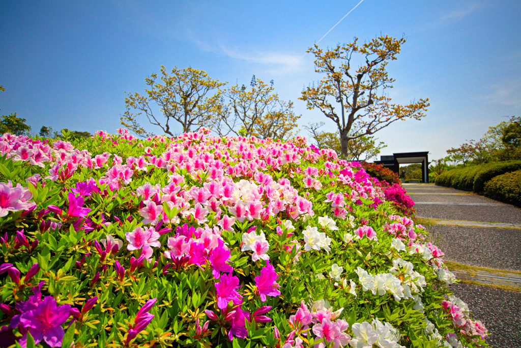 ツツジの丘