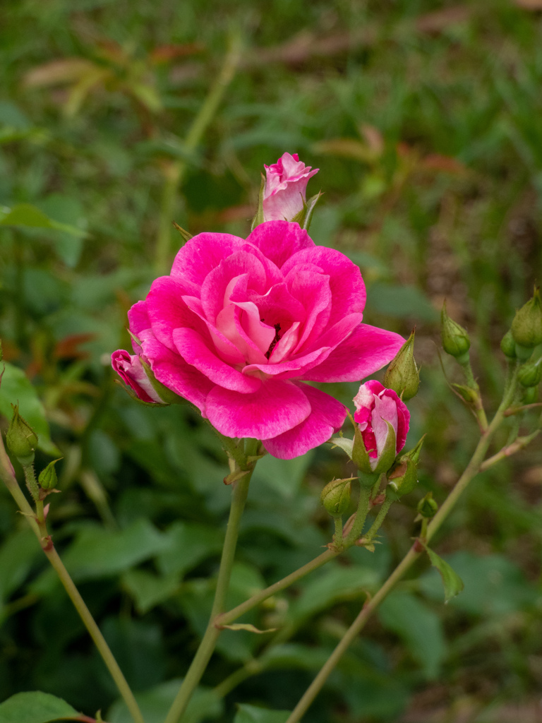 鶴見緑地公園にて