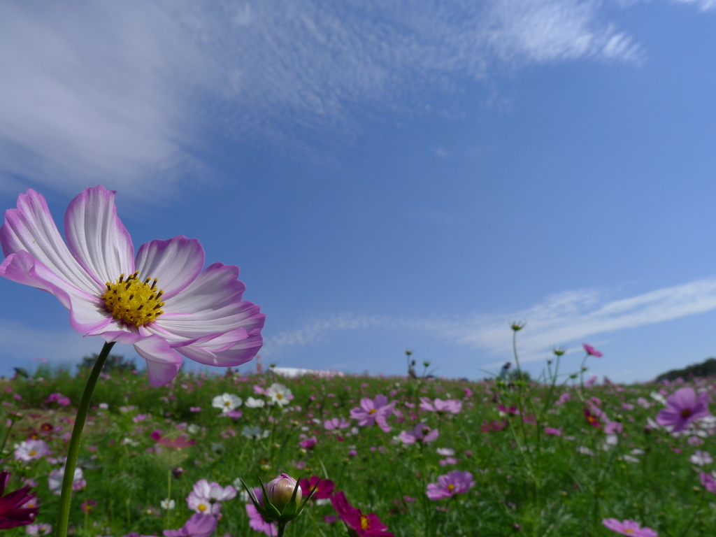 空･雲･花