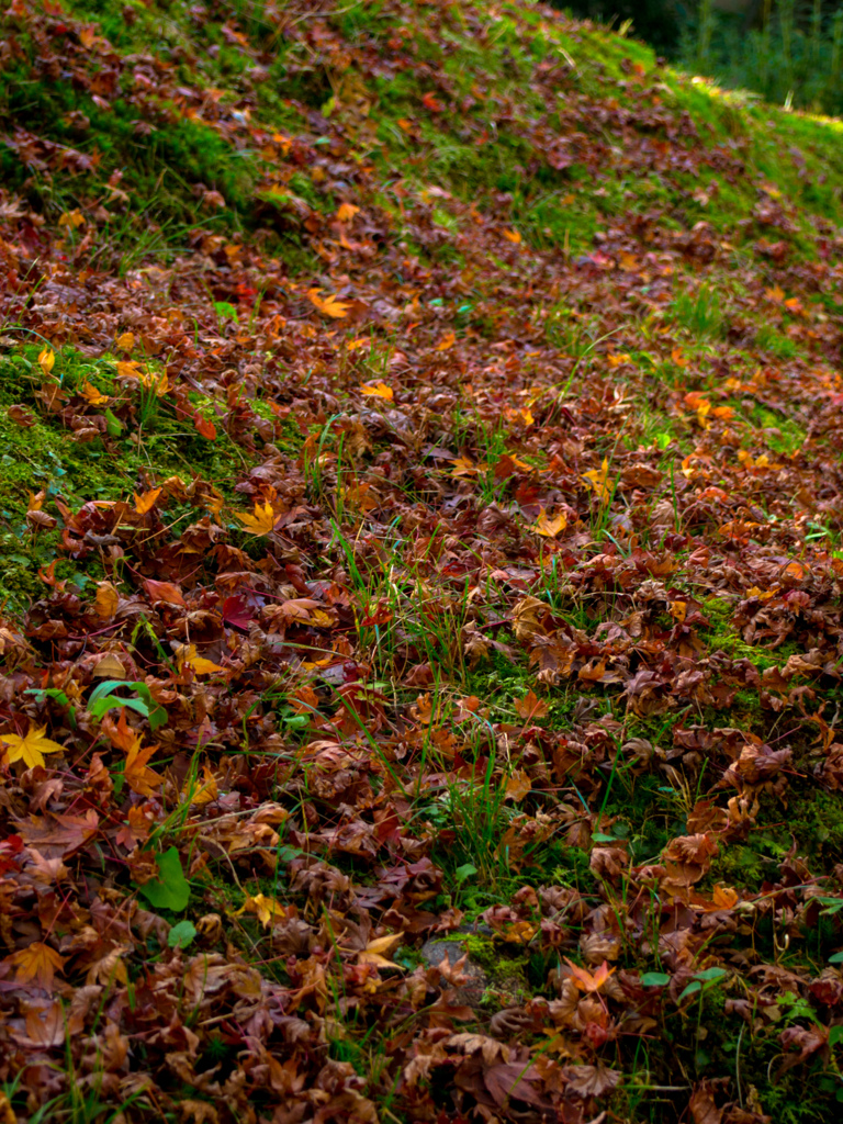 京都　東福寺にて
