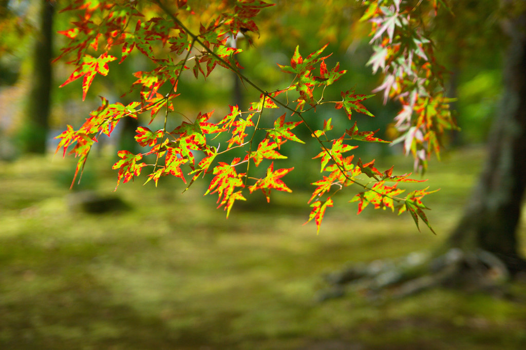 南禅寺で秋探し