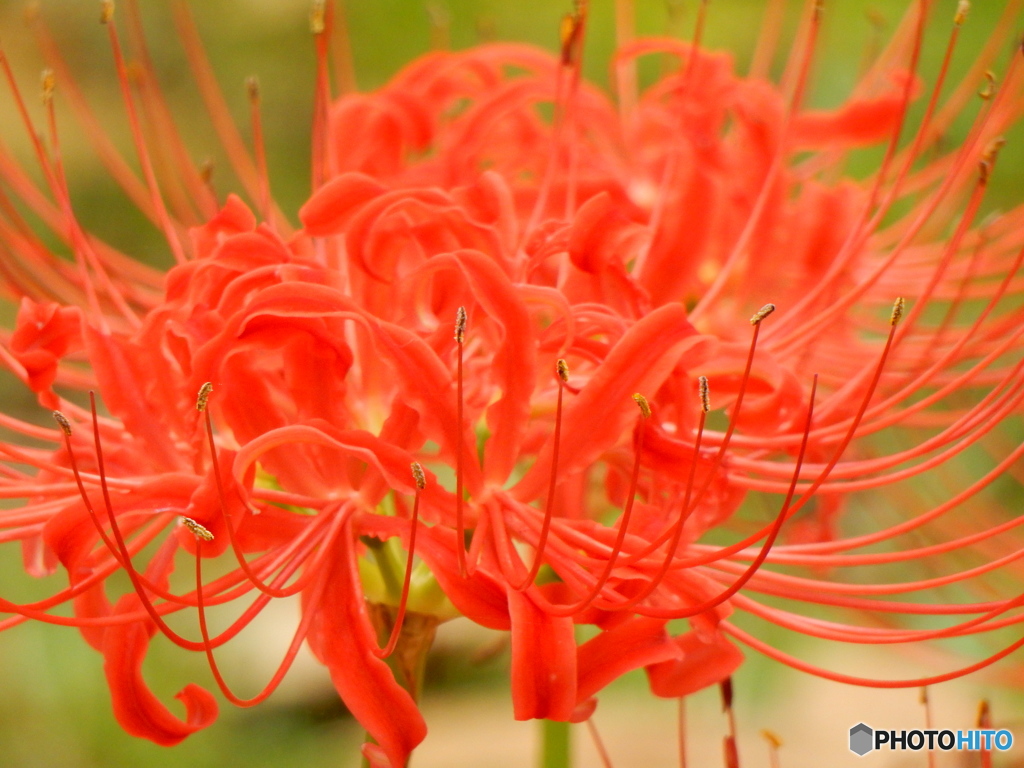 彼岸花（万博記念公園）