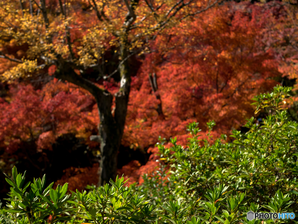 東福寺にて