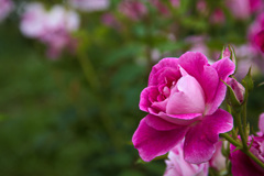 鶴見緑地公園にて