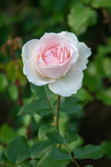 中之島バラ園にて