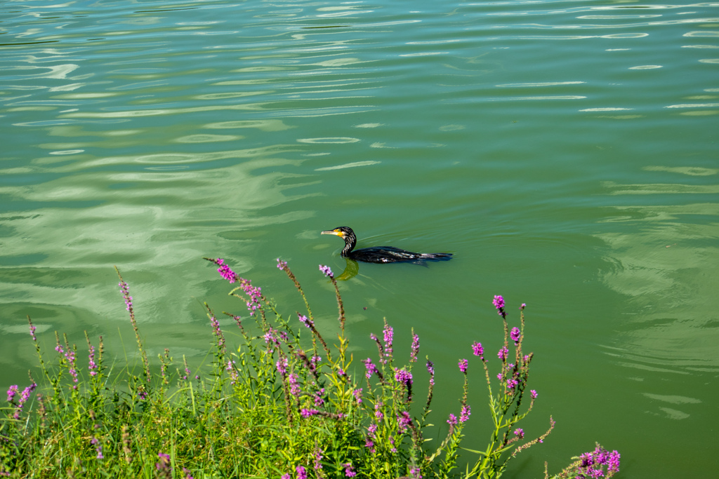 鶴見緑地公園にて