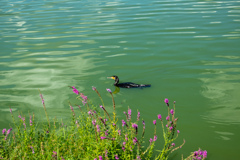 鶴見緑地公園にて