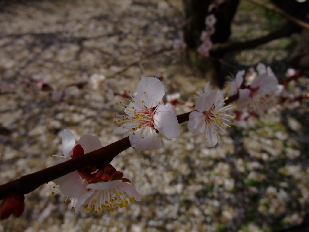 散りゆく･･･