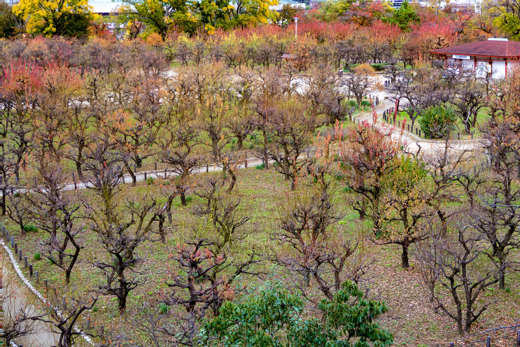 大阪城公園にて