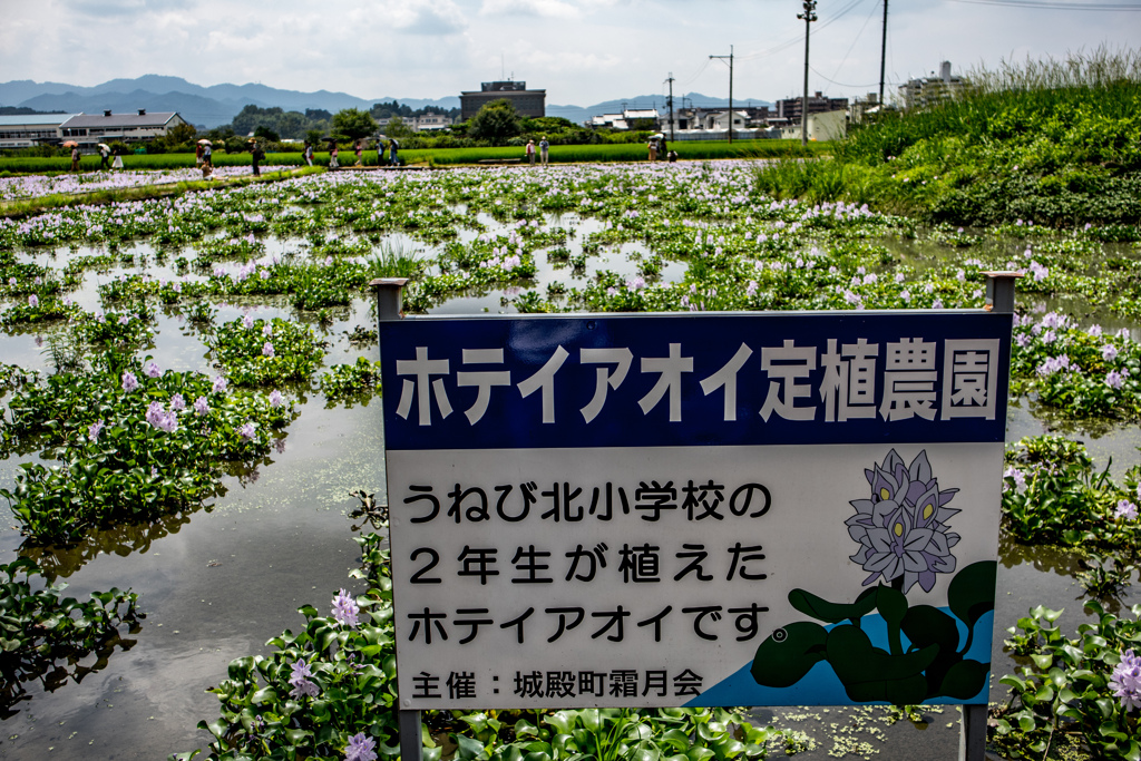 ホテイアオイ定植農園