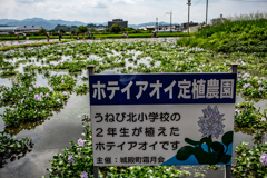 ホテイアオイ定植農園