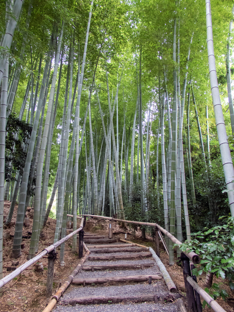 高台寺にて