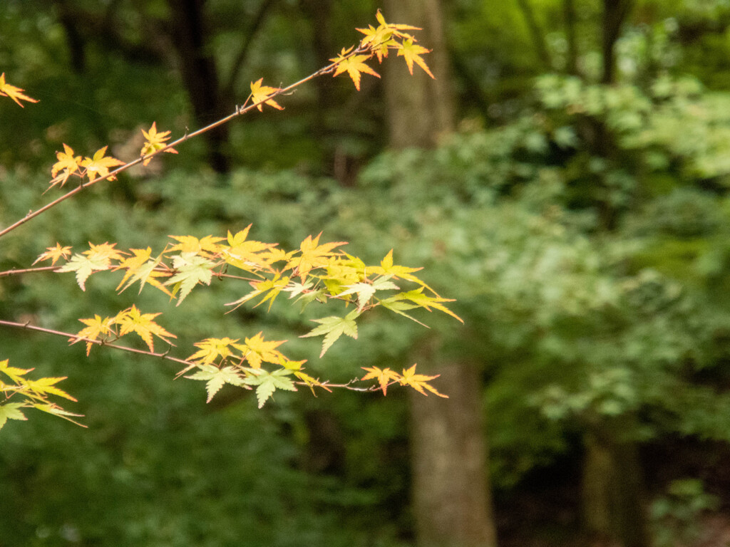 高台寺にて