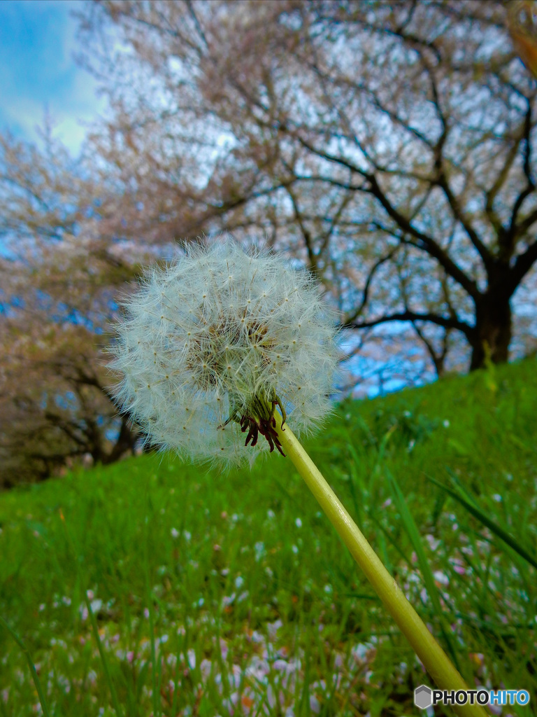 2017年　背割り堤