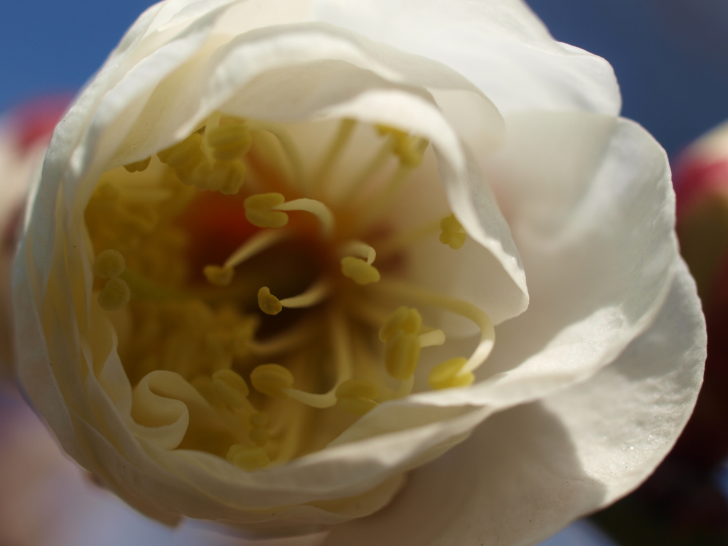 2013_02_10 大阪城公園梅林