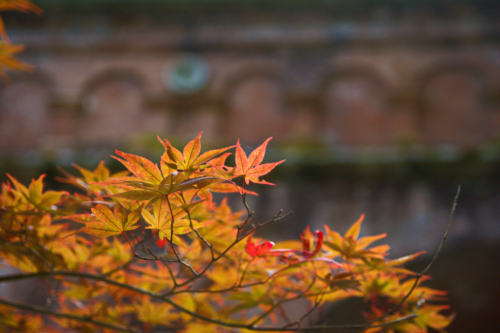 南禅寺で秋探し