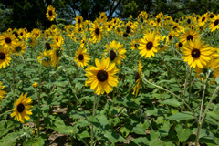 ひまわり満開
