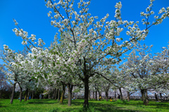 大阪城公園にて