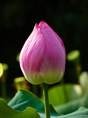 鶴見緑地公園にて