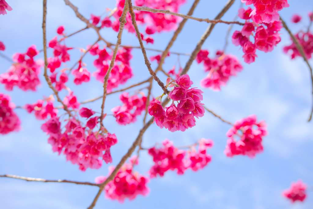 緋寒桜