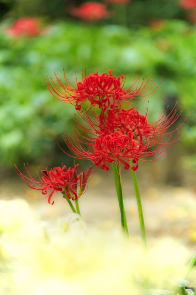 長居植物園にて（試し撮り）