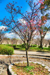 ヨウコウザクラ