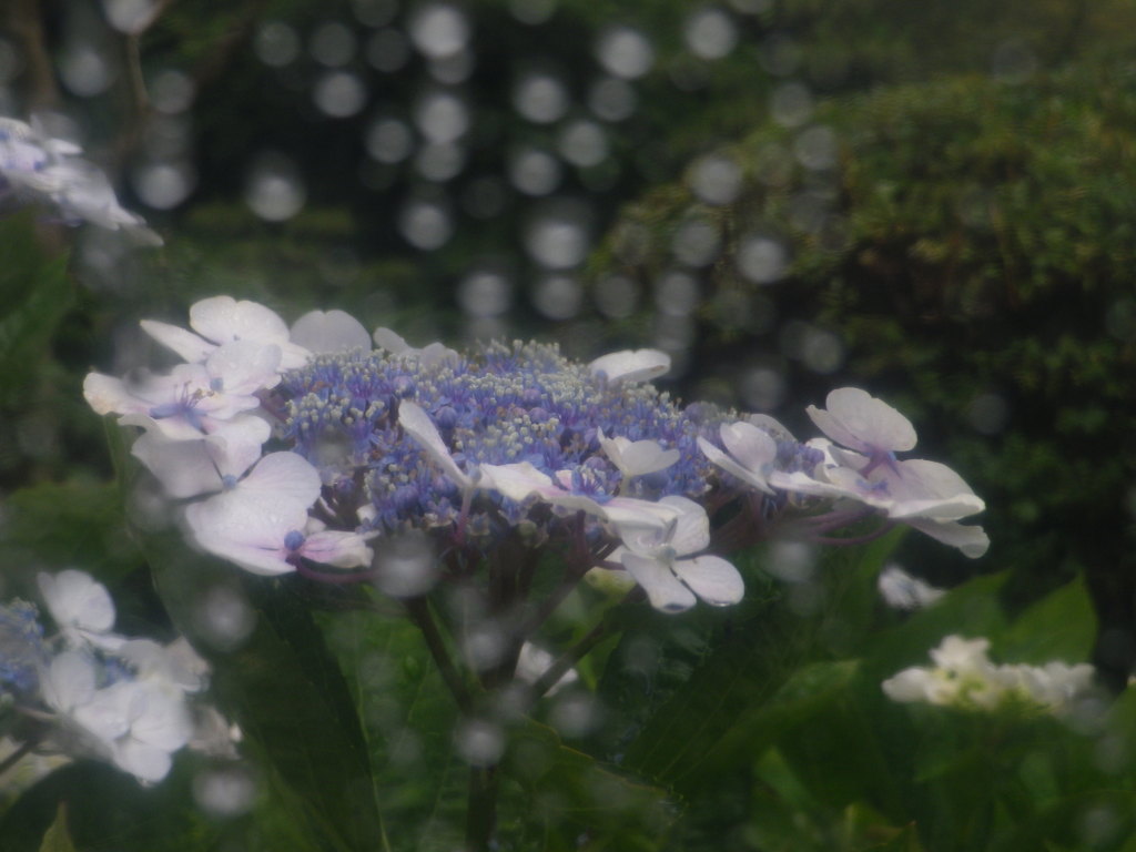 雨傘フィルター