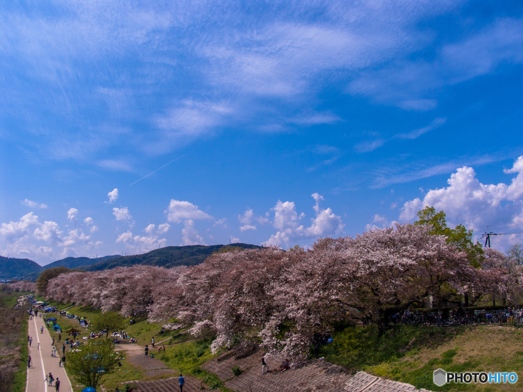 2017年　背割り堤