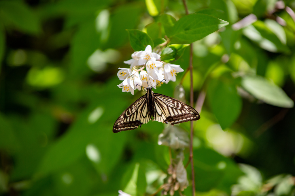 長居植物園にて