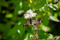 長居植物園にて