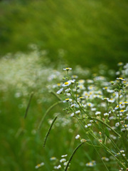 鶴見緑地公園にて