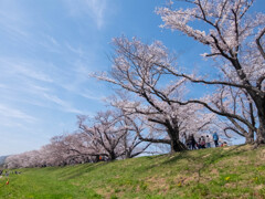 背割り堤にて