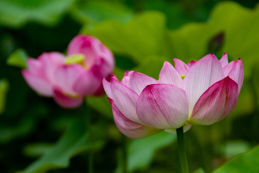 万博記念公園にて