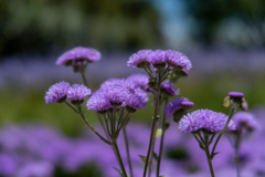 長居植物園にて